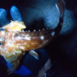 ガシラ入れ食い!