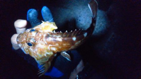 ガシラ入れ食い!