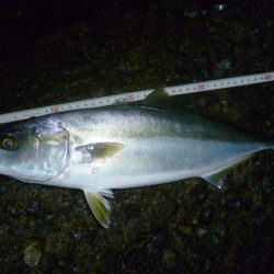 お久しぶりね～ハマチに会うなんて～♪