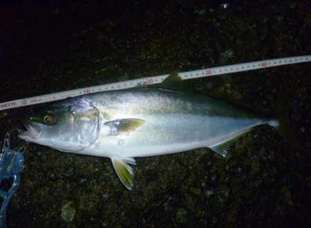 お久しぶりね～ハマチに会うなんて～♪