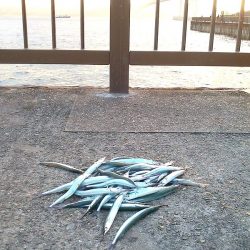 サヨリ入れ食い！