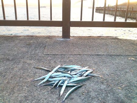 サヨリ入れ食い！