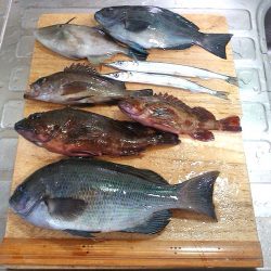 グレ2枚ゲット!