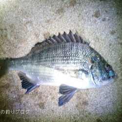 チヌ49.5cmゲット！