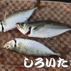 先日、タチウオ超シブかったけどどう?