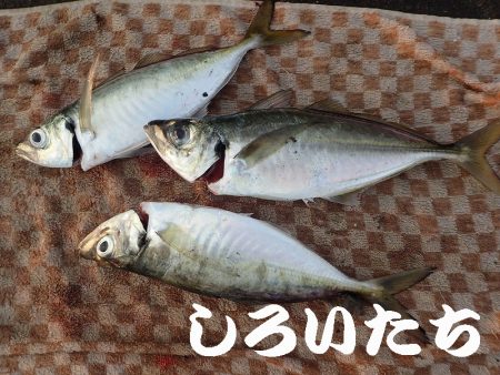 先日、タチウオ超シブかったけどどう?