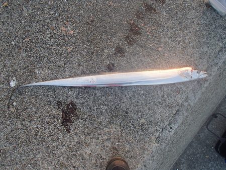 西宮ケーソン釣行