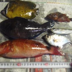 イシガキダイ、メンドリ、イガミ、サンノジハゲその他