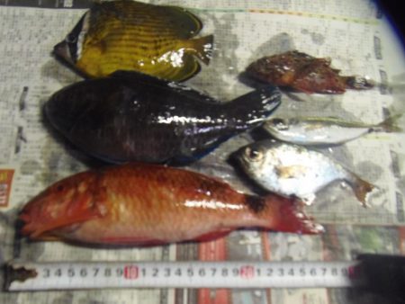 イシガキダイ、メンドリ、イガミ、サンノジハゲその他