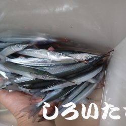 マイワシを狙いに。