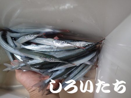 マイワシを狙いに。