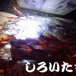 １３日にもタチウオ釣りました。