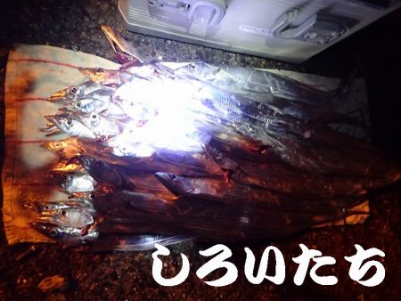 １３日にもタチウオ釣りました。