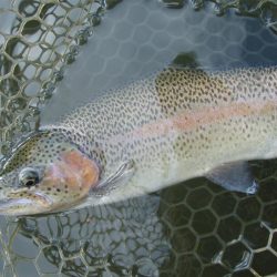 大安トラウトレイク 釣果