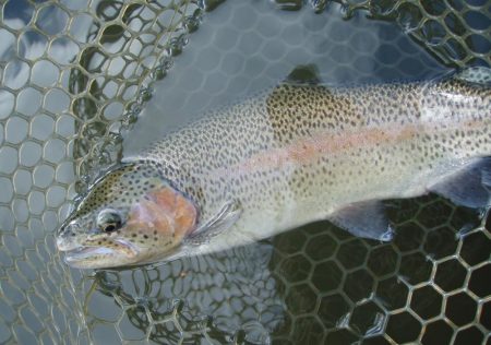 大安トラウトレイク 釣果