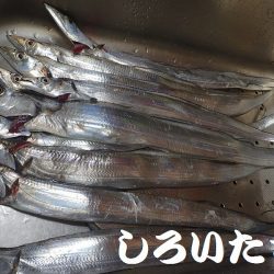 タチウオ、寒さにビクリ？それとも減った？