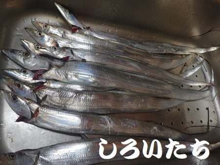 タチウオ、寒さにビクリ？それとも減った？