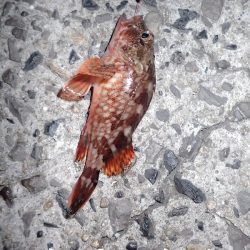 カレイを狙いましたが。