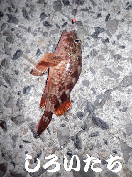 カレイを狙いましたが。