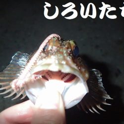 今日は夜釣り。