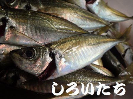 日本海のアジを確保しに遠征！