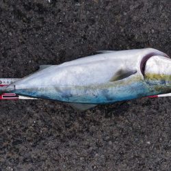 鳴門のゴロタでハマチ