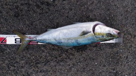 鳴門のゴロタでハマチ