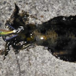 養老フィーバー