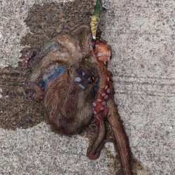 鳴門でオクトパッシング