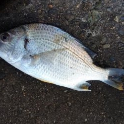 紀州釣り in 高砂