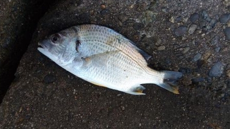 紀州釣り in 高砂