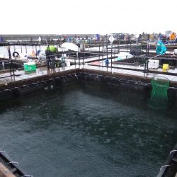 2017/11/18　釣堀田尻にてオンリーワン