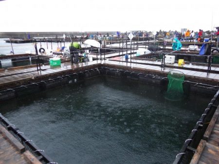 2017/11/18　釣堀田尻にてオンリーワン