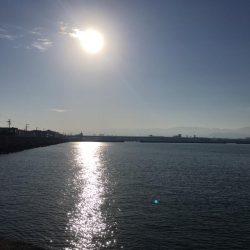 大阪岸和田忠岡の貯木場でヘチ釣り後にショアジギングでハマチをゲット！！