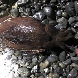 石津浜アオリイカ好調！太刀魚もまだまだボウズ無し