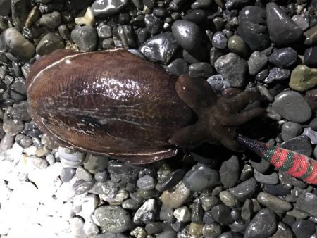 石津浜アオリイカ好調！太刀魚もまだまだボウズ無し