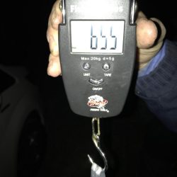 石津浜でアオリイカ　各地で青物もまわり出しました