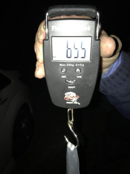 石津浜でアオリイカ　各地で青物もまわり出しました