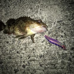 エギングでタコ、カサゴ、湾内ではカマス