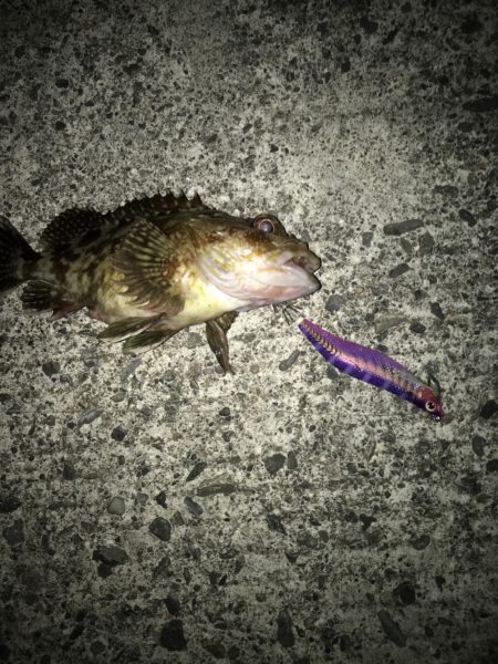 エギングでタコ、カサゴ、湾内ではカマス