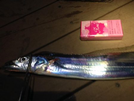 太刀魚連日釣果！エギングではアオリイカも