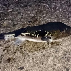 ◯タチウオと何これ！？