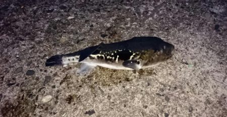 ◯タチウオと何これ！？