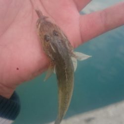 尺ハゼを求めて