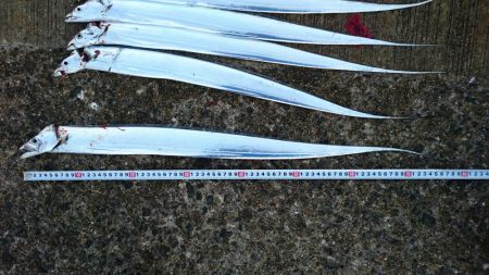 タチウオまだまだ好調持続中!