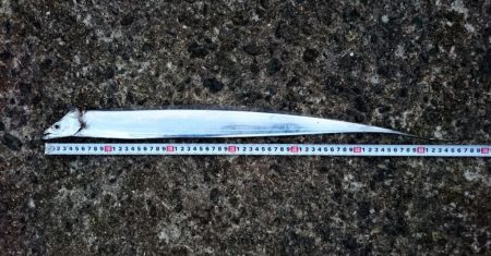 ◯なんとか１匹