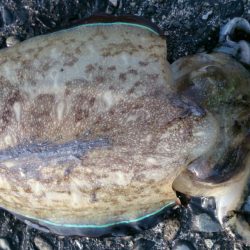 今日も風が強かった