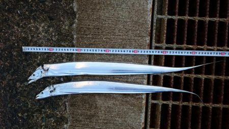 タチウオ継続中