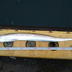 タチウオ奥湾の方へ