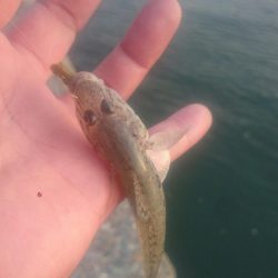 尺ハゼは何処に